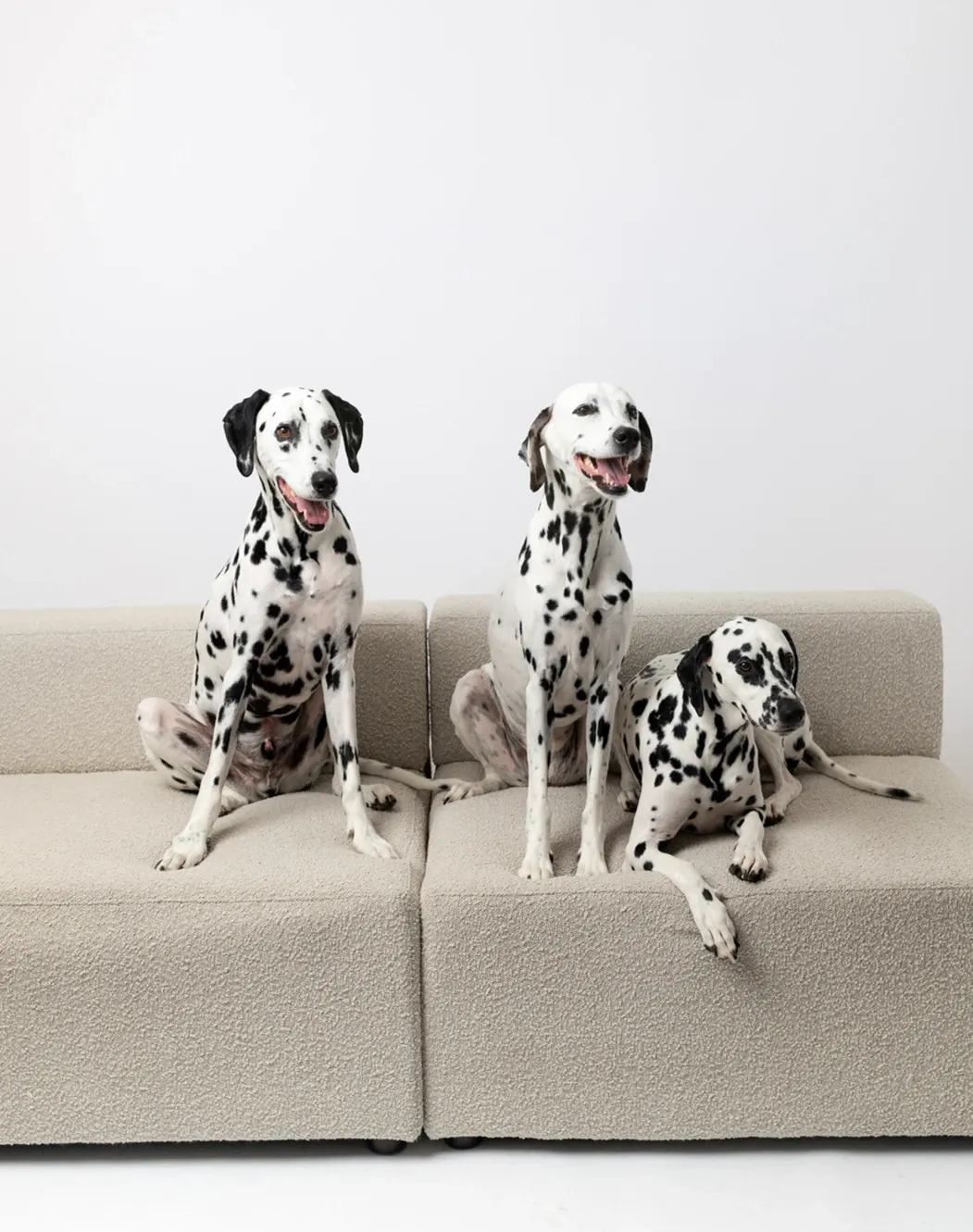 Pet portrait at Mira Mira Studios